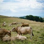 a group of cows lay in a grassy field