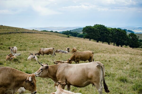 a group of cows lay in a grassy field