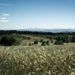 a grassy field with trees and mountains in the background